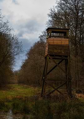 Wooden Hunting Stand in Forest