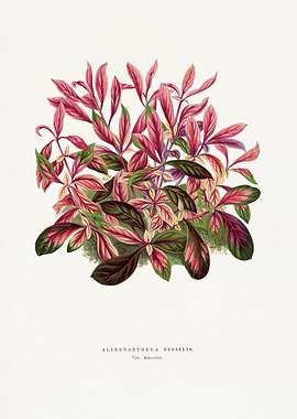 Alternanthera Sessilis Botanical Illustration