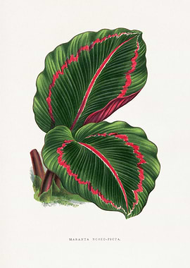 Green Corona Player Illustration