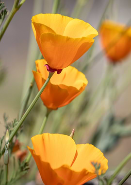 California poppy flowers