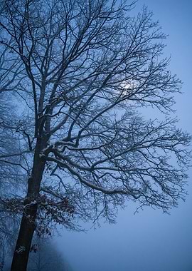 Winter Tree Silhouette in Blue Fog