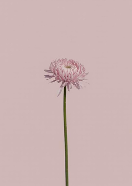 Single Pink Chrysanthemum on Pink Background