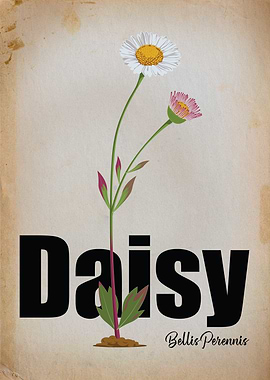 Innocence in Bloom: Daisy Vintage Botanical Illustration