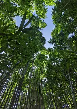 Bamboo Forest Canopy View