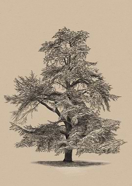 Rustic Cedar Tree Illustration – Vintage Woodland Pencil Drawing