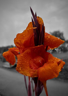 Focused Orange Lily with Water Droplets