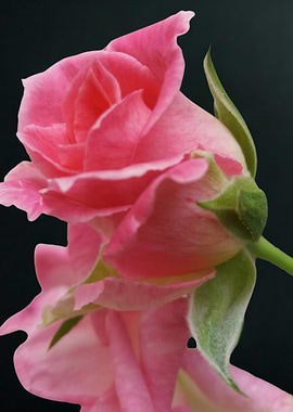 Pink Rose Bud Close-Up