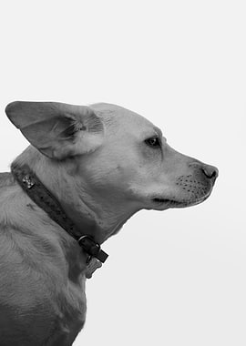 Dog Portrait in Black and White