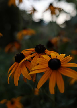 Black-Eyed Susans in Bloom