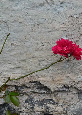 Red Rose Against Textured Wall