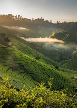 Lush Green Tea Plantation Landscape