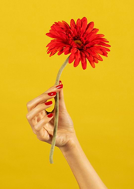 Red Gerbera Daisy Held by Hand