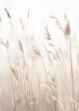 Wheat Field in Soft Light