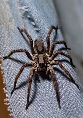 Spider on Denim Fabric Close-Up