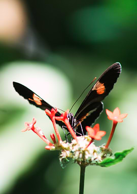 Butterfly on Red Flowers