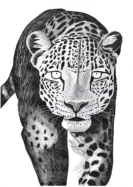 Approaching Leopard Drawing in Black and White