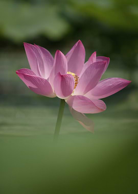 Emergence - Ethereal Lotus Flower Floating on a Tranquil Pond