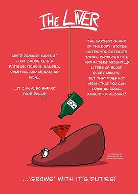 The Liver: Cartoon Anatomy