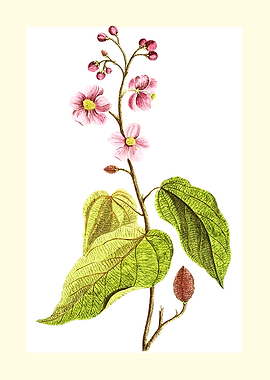 Vintage Botanical Illustration of Pink Flowers