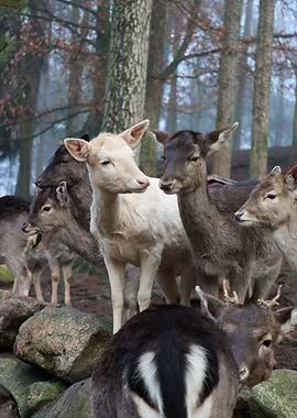 Deer Herd in Forest