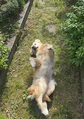 Golden Retriever Relaxing on Grass