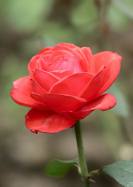 Vibrant Red Rose Blossom Close-Up