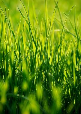 Lush Green Grass Close-Up