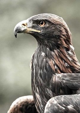 Majestic Golden Eagle Portrait