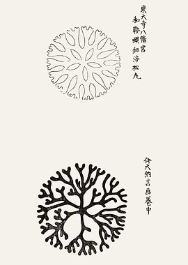 Japanese Botanical Illustrations with Text