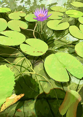 Water Lily Pond with Purple Flower