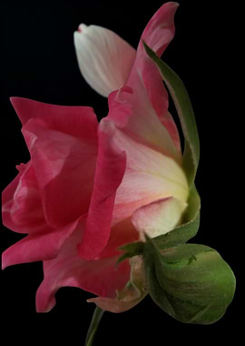 Pink and White Rose on Black