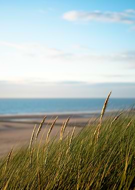 Beach Grass at Sunset