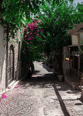 Bougainvillea Lane