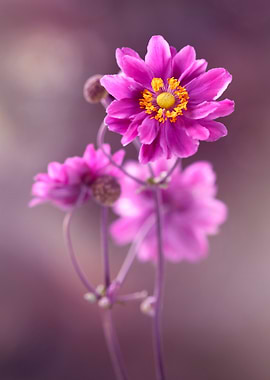Pink Anemone Flower Close-Up