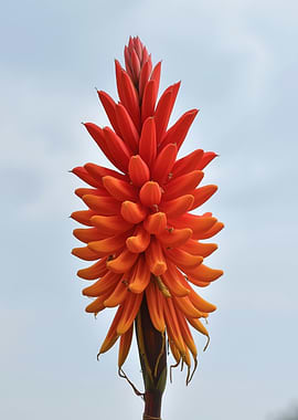 Vibrant Red Hot Poker Flower Portrait
