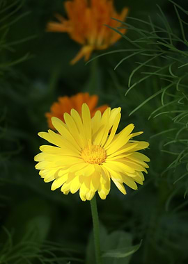 Yellow and Orange Calendula Flowers