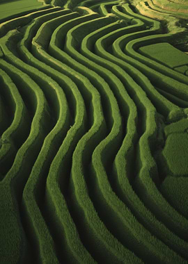 Green Rice Terraces Landscape