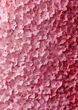 Pink Hydrangea Blossom Close-Up