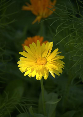 Yellow Calendula Flower in Natural Light
