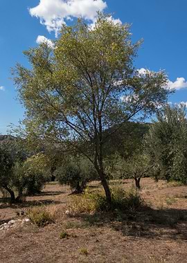 Wild Olive Tree I