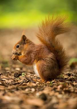 Red Squirrel Eating in Forest