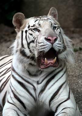 White Tiger Portrait with Open Mouth