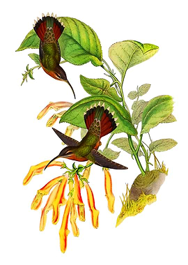 Hummingbirds and Flowers Vintage Illustration