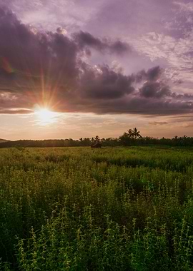 Sunset over a field of green
