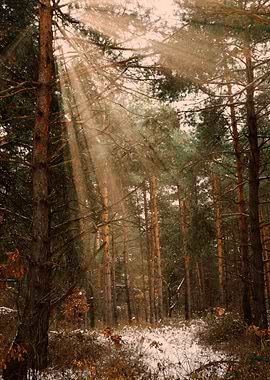 Sunlit Winter Forest