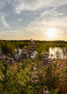 Lupine Flowers at Sunset