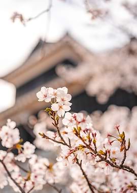 Cherry Blossoms at Matsuyama Castle, Japan