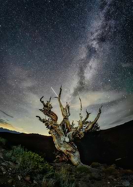 Ancient Bristlecone Pine Under Milky Way