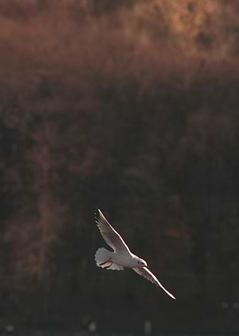Seagull in Flight