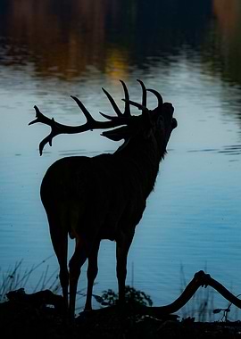 Silhouette of a Stag by the Water